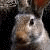 Rabbits icon graphics