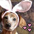 Rabbits icon graphics
