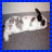 Rabbits icon graphics