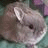 Rabbits icon graphics