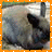 Rabbits icon graphics
