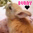 Rabbits icon graphics