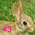 Rabbits icon graphics