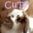 Rabbits icon graphics
