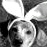 Rabbits icon graphics