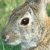Rabbits icon graphics