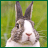 Rabbits icon graphics