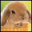 Rabbits icon graphics