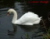 Swans icon graphics