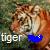 Tigers icon graphics