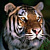 Tigers icon graphics