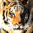 Tigers icon graphics