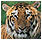 Tigers icon graphics