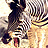 Zebra icon graphics