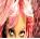 Britney spears icon graphics