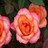 Cherries icon graphics