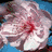 Cherries icon graphics