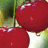 Cherries icon graphics