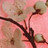 Cherries icon graphics