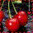 Cherries icon graphics