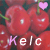 Cherries icon graphics