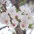 Cherries icon graphics