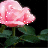 Flowers icon graphics