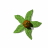 Flowers icon graphics