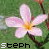 Flowers icon graphics