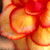 Flowers icon graphics