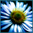 Flowers icon graphics