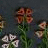Flowers icon graphics