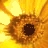 Flowers icon graphics