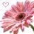 Flowers icon graphics