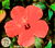 Flowers icon graphics