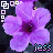 Flowers icon graphics