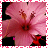 Flowers icon graphics