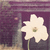 Flowers icon graphics