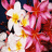 Flowers icon graphics