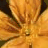 Flowers icon graphics