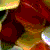 Flowers icon graphics