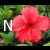 Flowers icon graphics