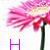 Flowers icon graphics