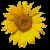 Flowers icon graphics