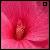 Flowers icon graphics