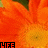 Flowers icon graphics