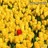 Flowers icon graphics