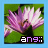 Flowers icon graphics