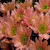 Flowers icon graphics