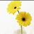Flowers icon graphics